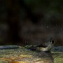 <p align=left>Oiseaux plus familiers, à Jekyll Island, on les nourrit. Ici, une mésange bicolore batifolait dans l'abreuvoir qui sert de baignoire.